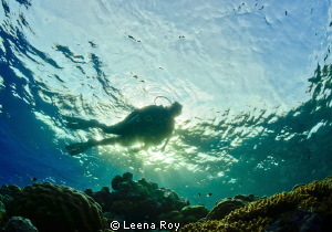 Diver in dappled light by Leena Roy 